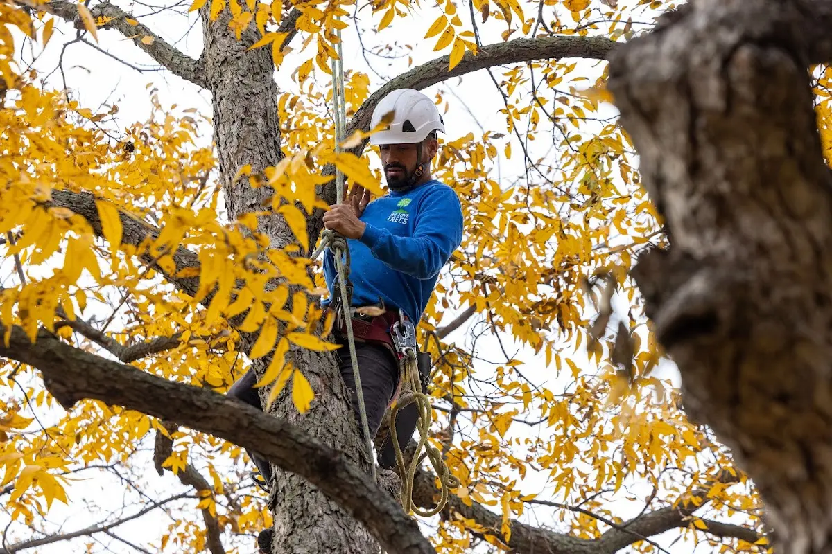 Skilled Tree Transplanting crew working in Amherst